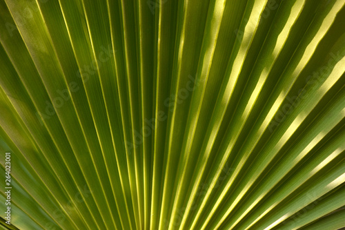 Grand  exotic  palm leaf  close-up. Background  texture