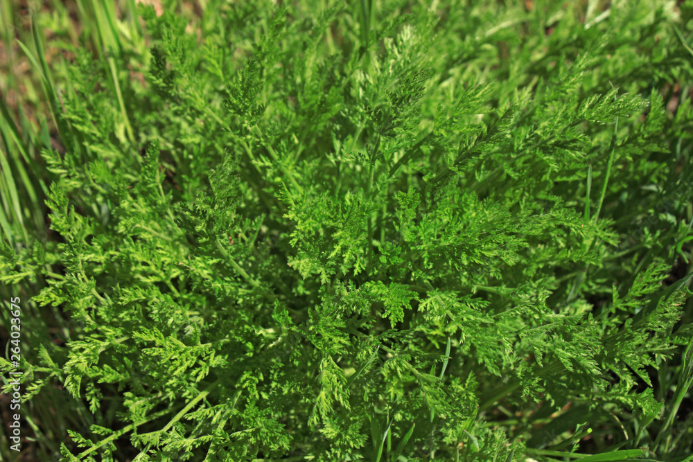 Green grass natural background texture, Lawn for the background Green grass natural background texture, Lawn for the background