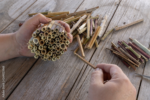 Do it yourself insect hotel made from hollow plant stalks photo