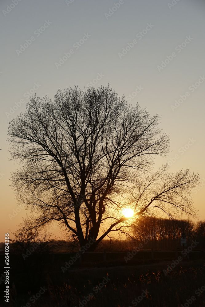 Naklejka premium silhouette of tree in sunset