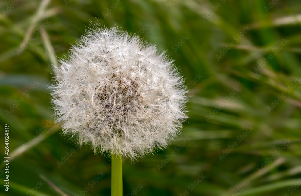 Fototapeta premium A beautiful flower, a dandelion with small white seeds on a green meadow with beautiful bokeh.