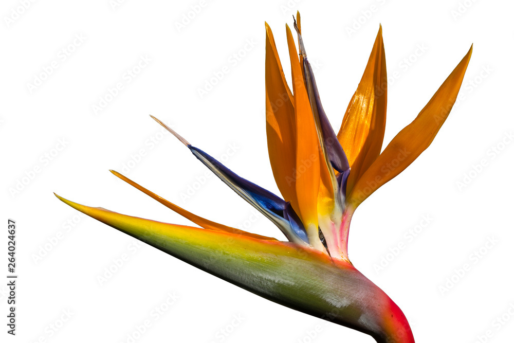 Ταπετσαρία A beautiful colorful queen strelizia with beautiful colors isolated against a white background