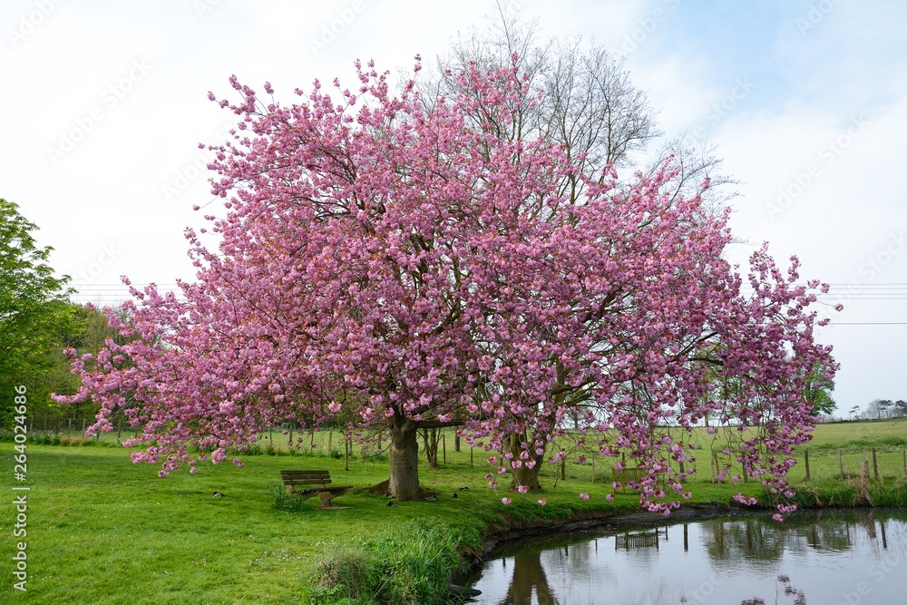 Ckerry blossom by an English village pond. Ckerry blossom by an English village pond.