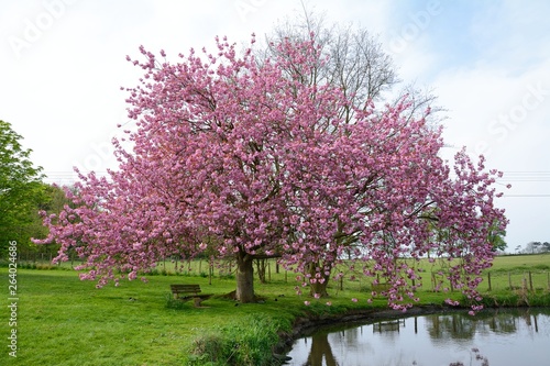 Ckerry blossom by an English village pond.