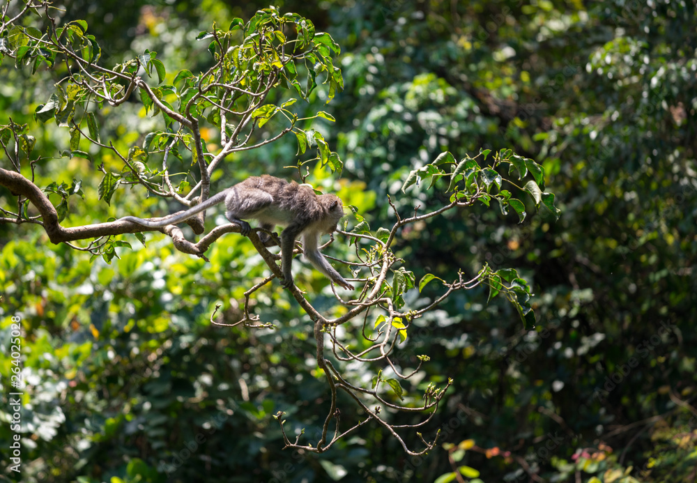 Monkey relax sit on the tree in jungle scene, Animal and Wildlife Concept, Monkey Forest Ubud, Bali, Indonesia Monkey relax sit on the tree in jungle scene, Animal and Wildlife Concept, Monkey Forest Ubud, Bali, Indonesia