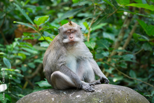 Portrait of Monkey relax sit on the rock in forest, Monkey Forest Ubud, Bali, Indonesia © kintarapong