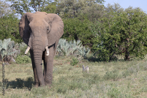 Afrikanischer Elefant / African elephant / Loxodonta africana