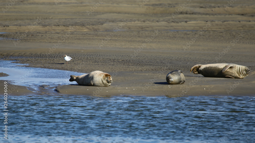 Fototapeta premium trois gymnastes 