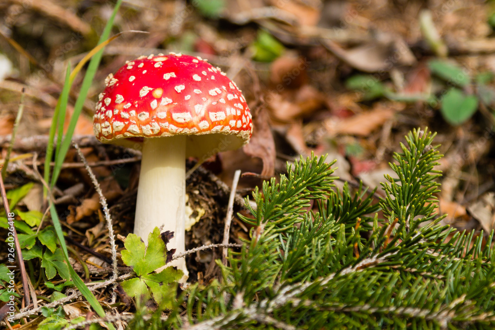 Amanita muscaria mushroom close up, nature background Amanita muscaria mushroom close up, nature background