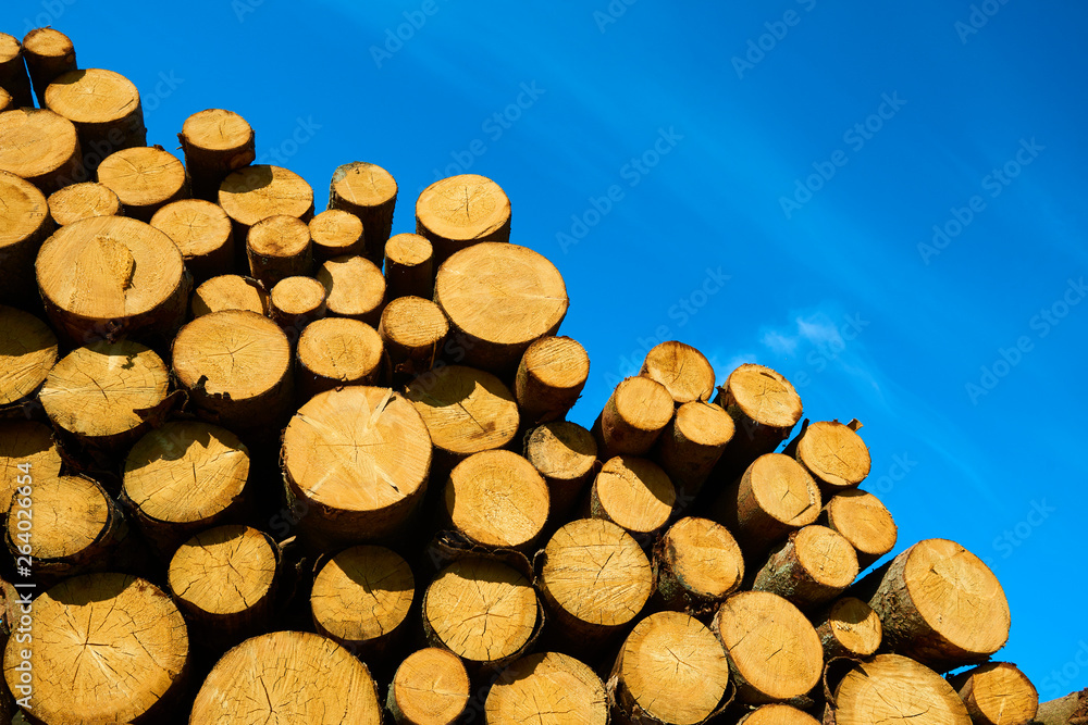 Woodpile of cut Lumber for forestry industry Woodpile of cut Lumber for forestry industry