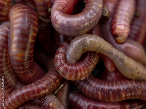 Earthworms in black soil of greenhouse. Macro Brandling, panfish, trout, tiger, red wiggler, Eisenia fetida..Garden compost and worms recycling plant waste into rich soil improver and fertilizer