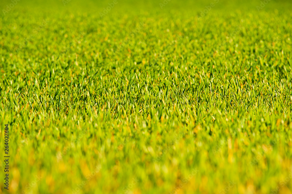Fresh green grass in sunlight. Selective focus. Bright spring nature background. Sunny meadow or field texture Fresh green grass in sunlight. Selective focus. Bright spring nature background. Sunny meadow or field texture