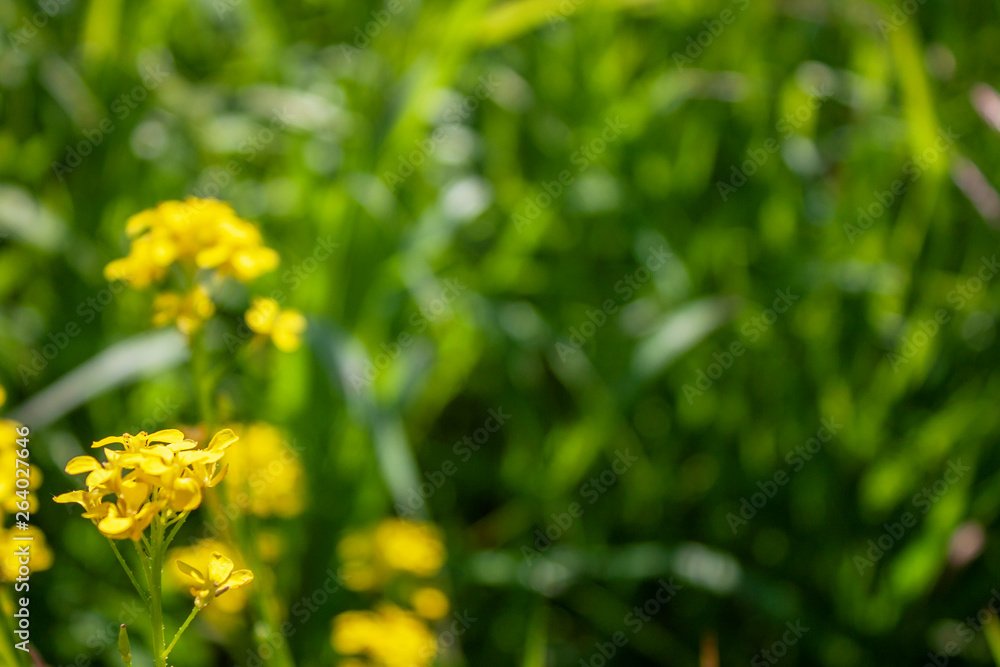 Elegant wildlife pattern of flowering plants on the meadows on a summer day. Elegant wildlife pattern of flowering plants on the meadows on a summer day.