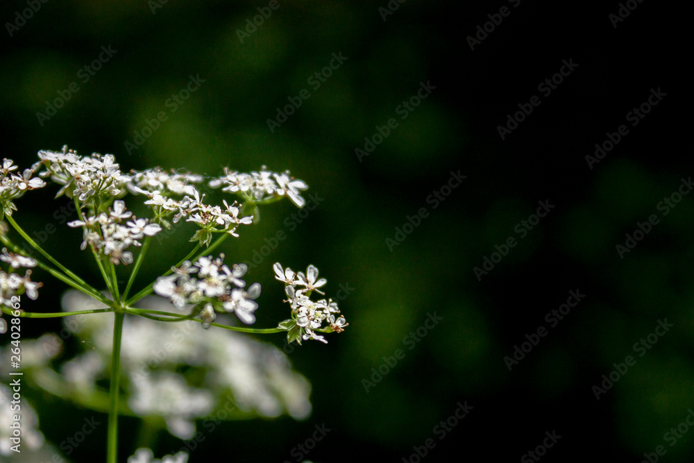 Elegant wildlife pattern of flowering plants on the meadows on a summer day. Elegant wildlife pattern of flowering plants on the meadows on a summer day.