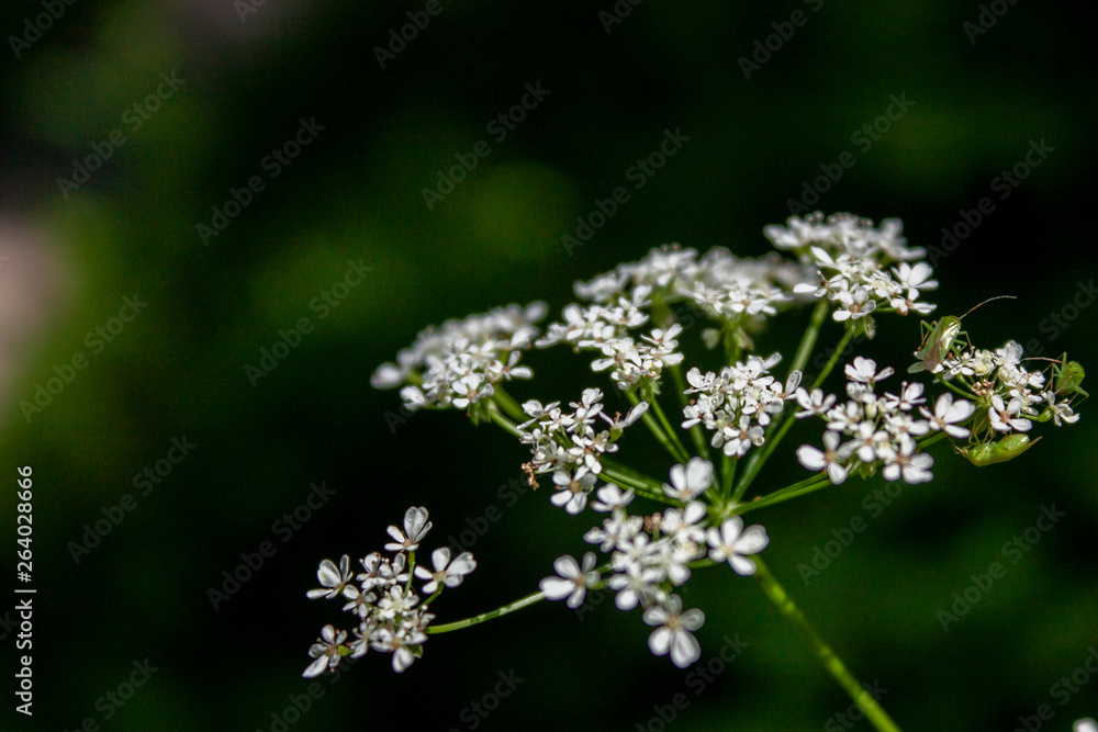 Elegant wildlife pattern of flowering plants on the meadows on a summer day. Elegant wildlife pattern of flowering plants on the meadows on a summer day.