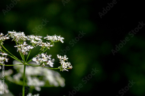Elegant wildlife pattern of flowering plants on the meadows on a summer day.