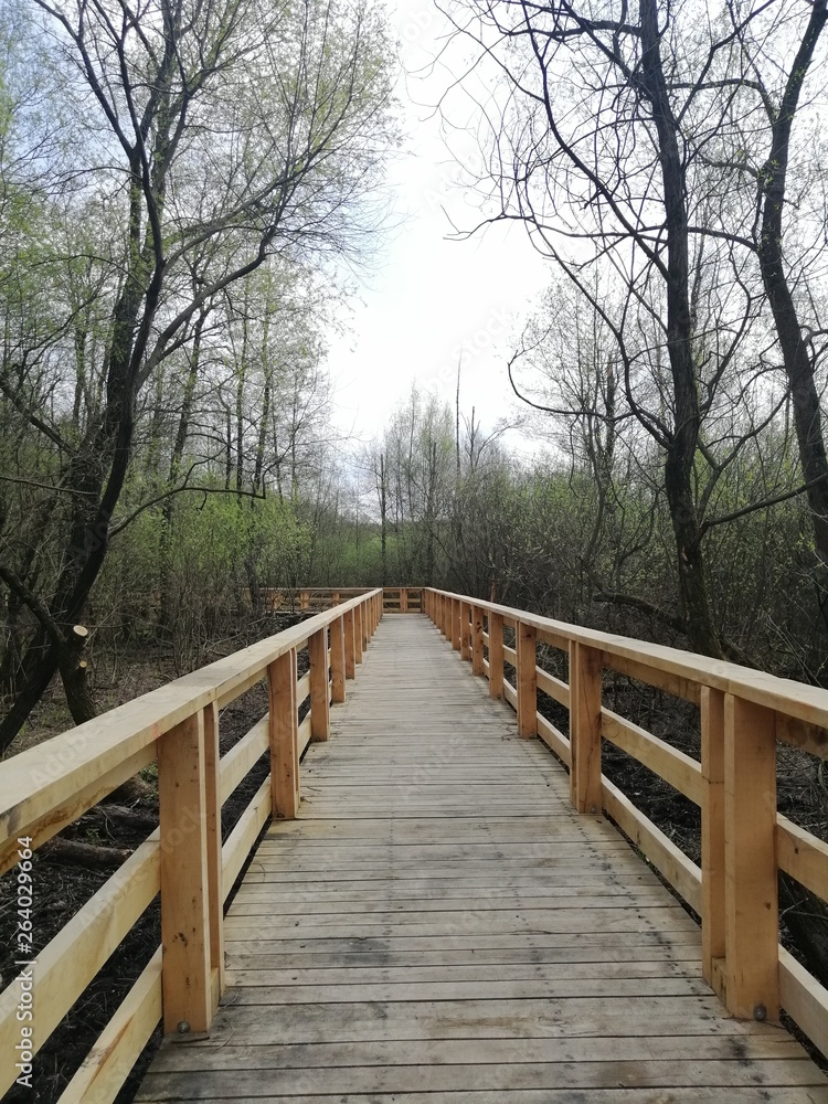 wooden bridge in the forest wooden bridge in the forest