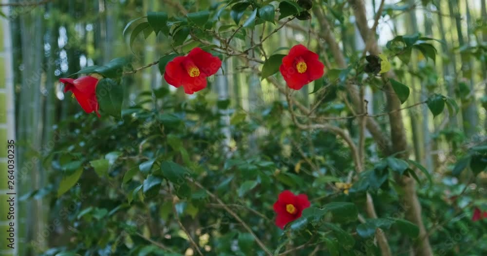 Closeup: Red flowers in bamboo forest, Kyoto, Japan Closeup: Red flowers in bamboo forest, Kyoto, Japan