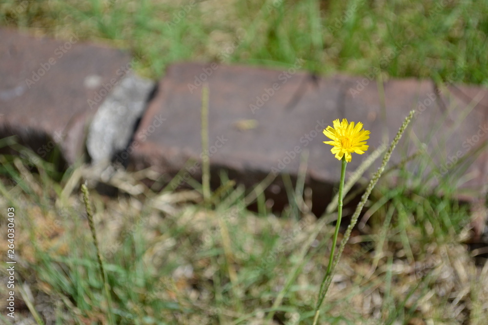 Obraz premium Flora and Fauna