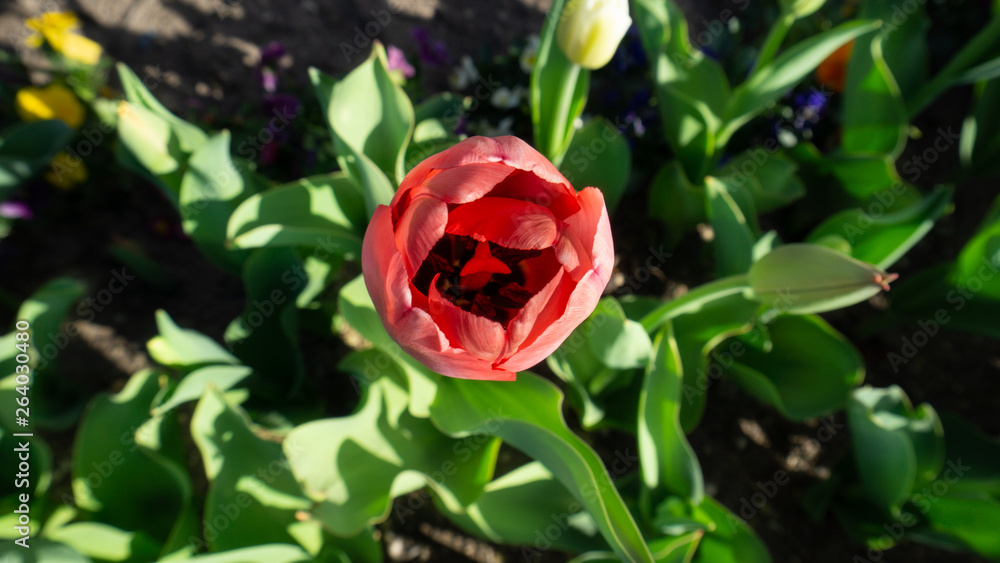 red tulip in garden red tulip in garden