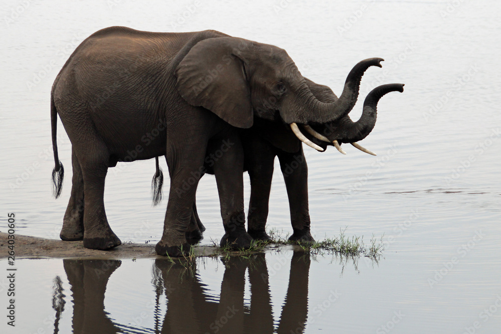 Obraz premium Elefantenkuh mit Kind