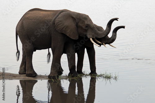 Elefantenkuh mit Kind