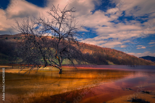 Wizened trees in a valley flooded with waste from a copper company with red water from the waste