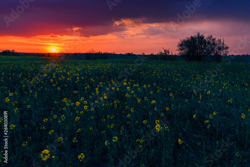 Canola colza agriculture field with yellow flowers shot at sunset against a vibrant but dramatic sky