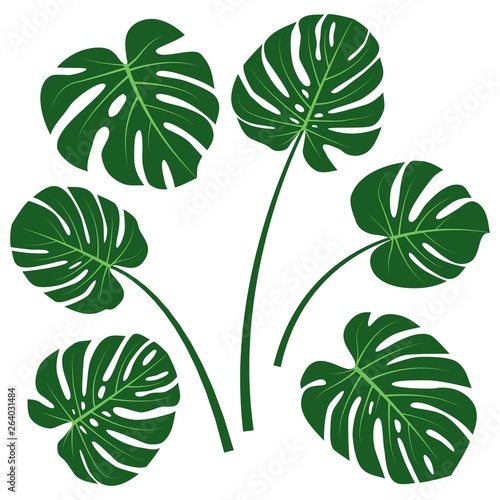 Monstera deliciosa or Swiss cheese plant leaves. Vector set of tropical monstera leaves isolated on white background