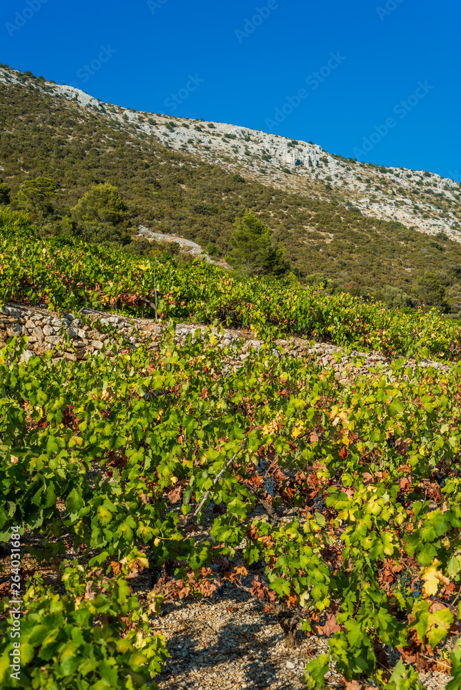 Organic 'mali Plavac' grapes in local vineyard, Dingac Borak village, Peljesac Peninsula, Dalmatia, Croatia