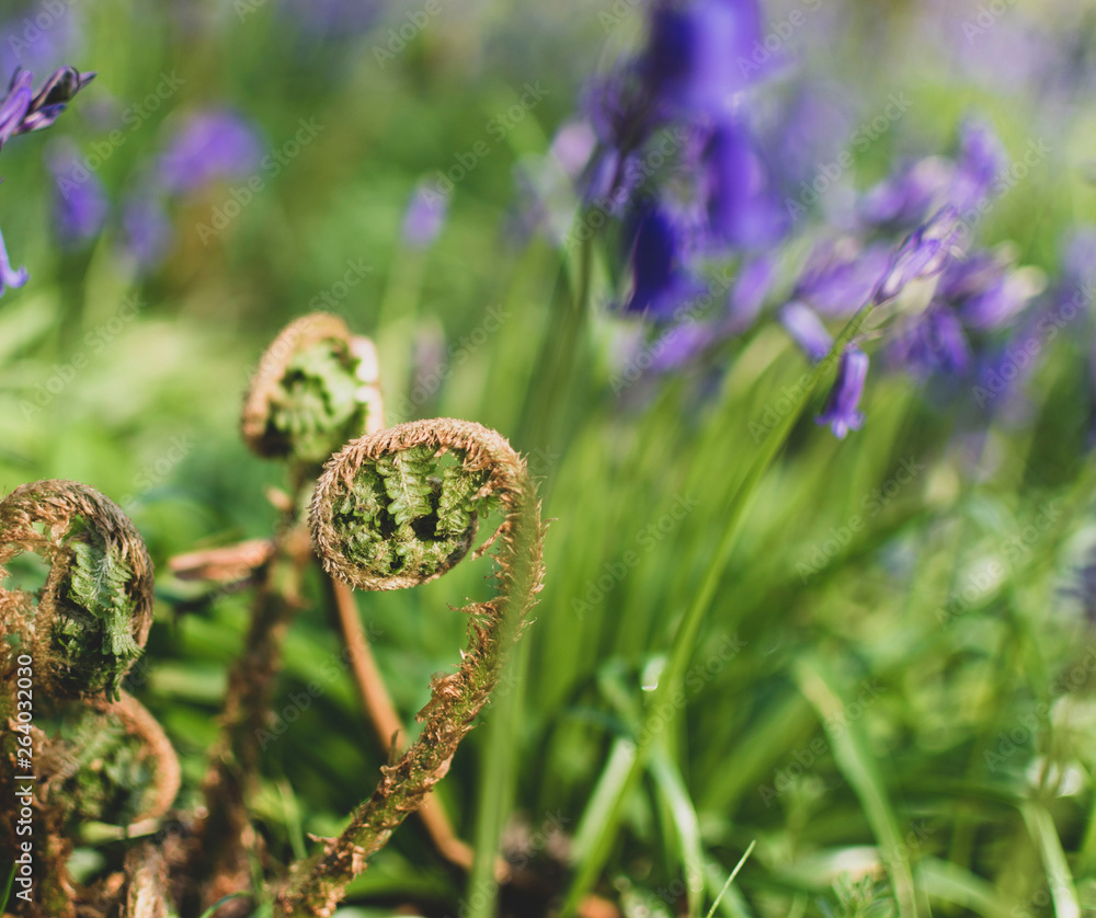 flower in grass flower in grass