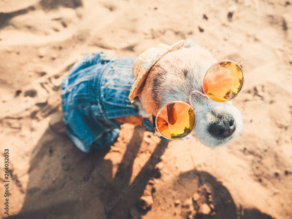 Chihuahua wearing sunglasses and straw hat sits on a beach by the river enjoying the sun. Fashionable dog dressed in a denim suit resting on the beach and sunbathes. Hippie dog resting on the nature