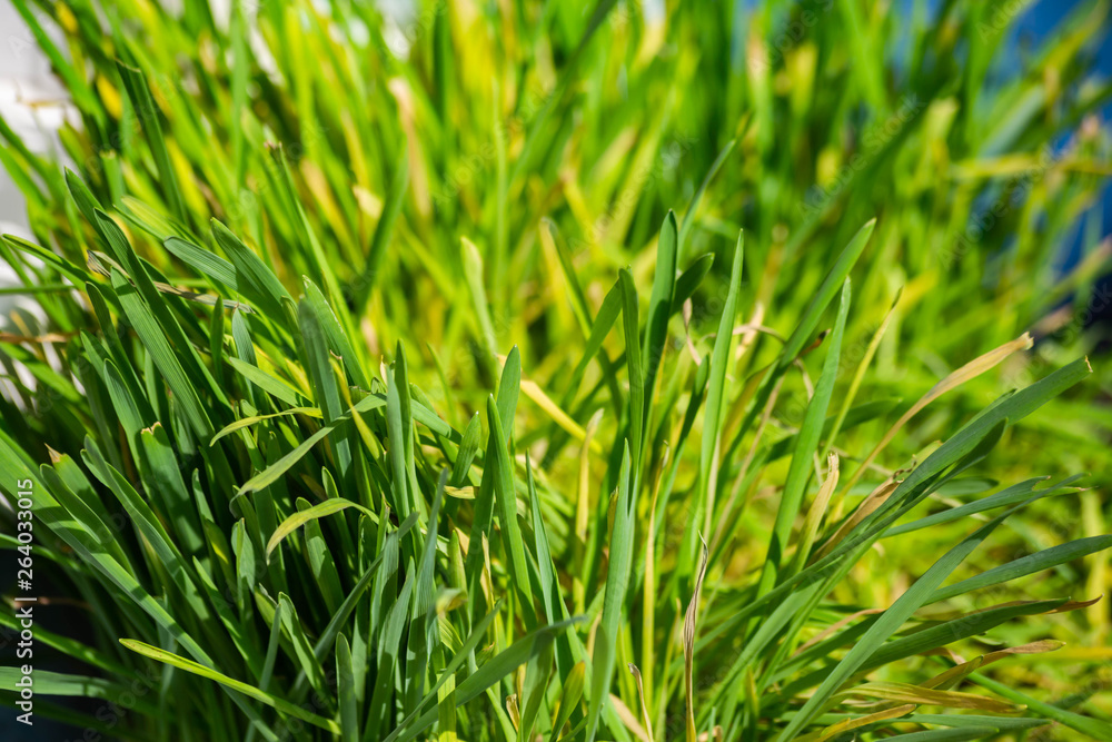 green grass texture green grass texture