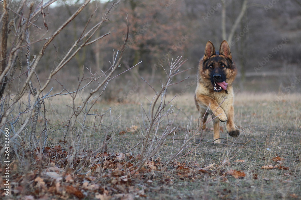 Portrait of a german shepherd running in the field. Copyspace