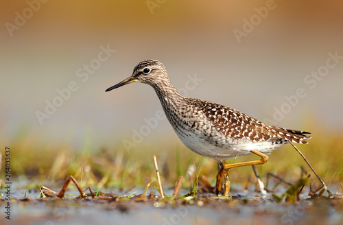 Foto Wood sandpiper (Tringa glareola)