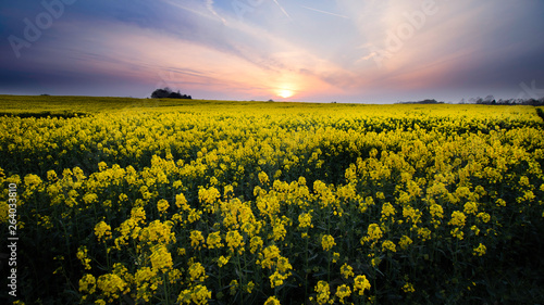 Rapeseed field