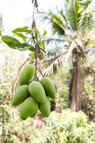 green mango hanging,mango field,mango farm. Agricultural concept,Agricultural industry concept.Mangoes fruit on the tree in garden, Bunch of green ripe mango on tree in garden. Selective focus