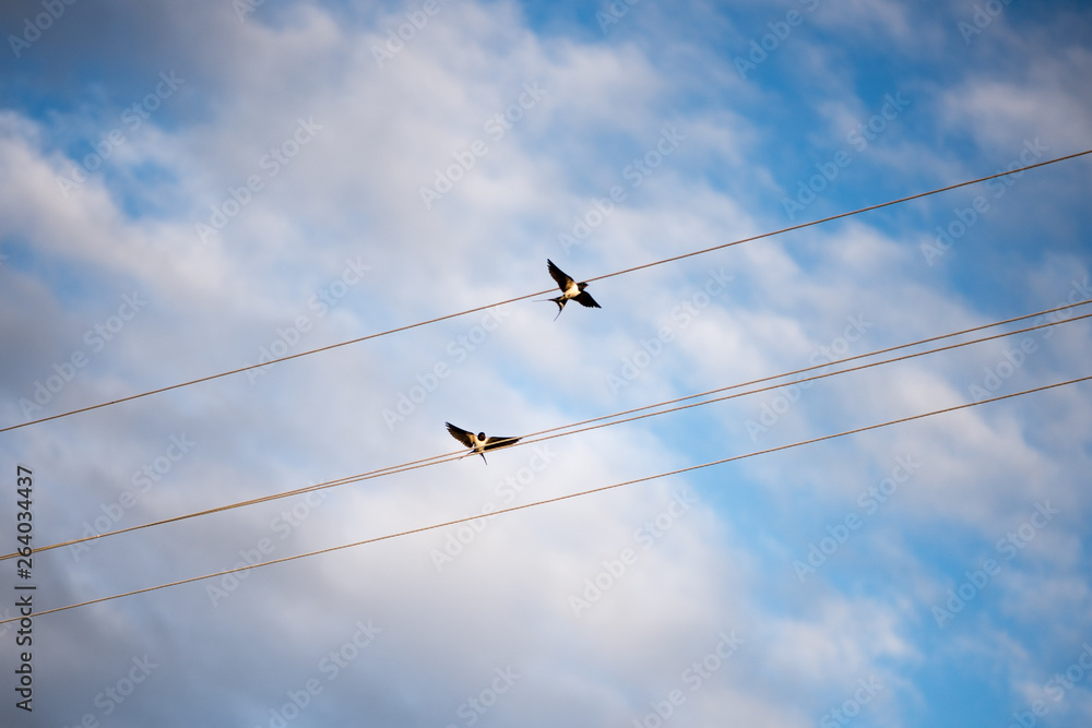 Swallows on the wires. Swallows against the blue sky. The swallow is ordinary Swallows on the wires. Swallows against the blue sky. The swallow is ordinary