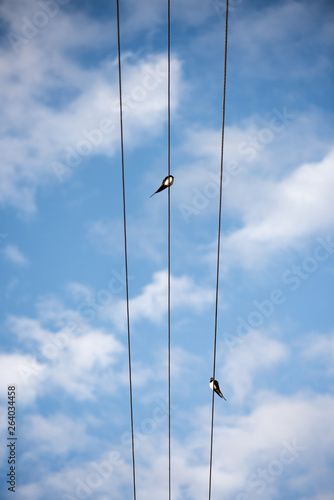 Swallows on the wires. Swallows against the blue sky. The swallow is ordinary