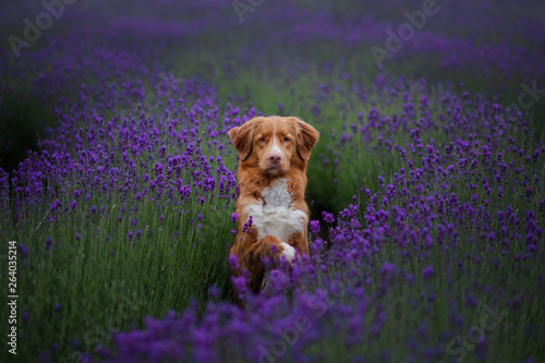 dog Nova Scotia duck tolling Retriever in lavender. Pet in the summer on the nature in colors