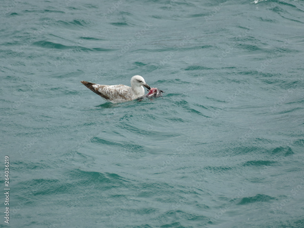 Fototapeta premium Gabbiano vorace mentre uccide e divora un piccione selvatico in mare