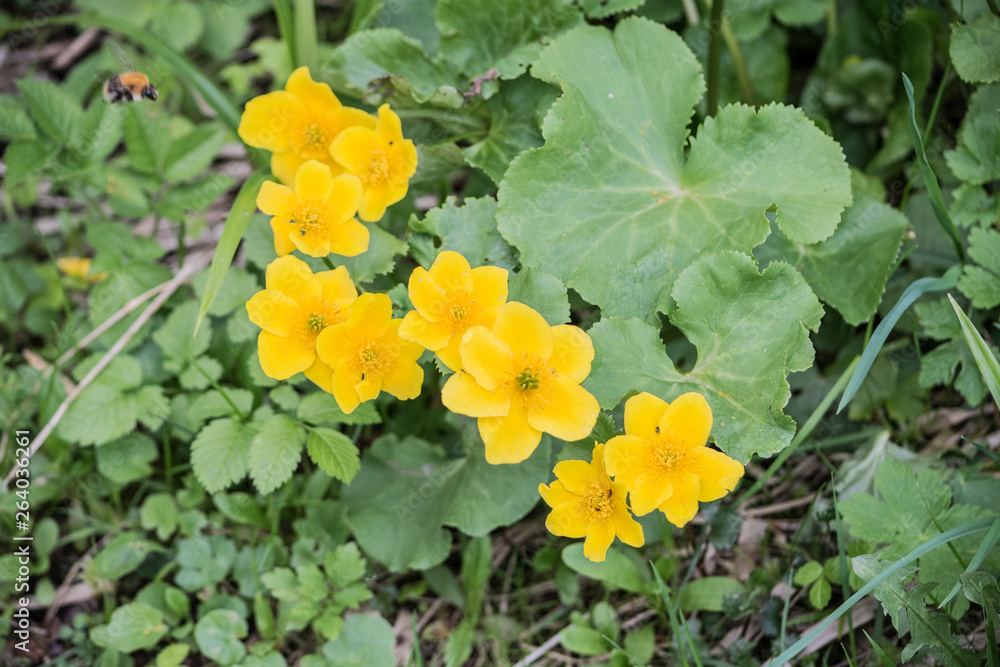 yellow flowers in the garden yellow flowers in the garden