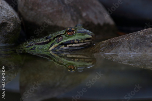 Frosch im Teich © MatthiasLamp