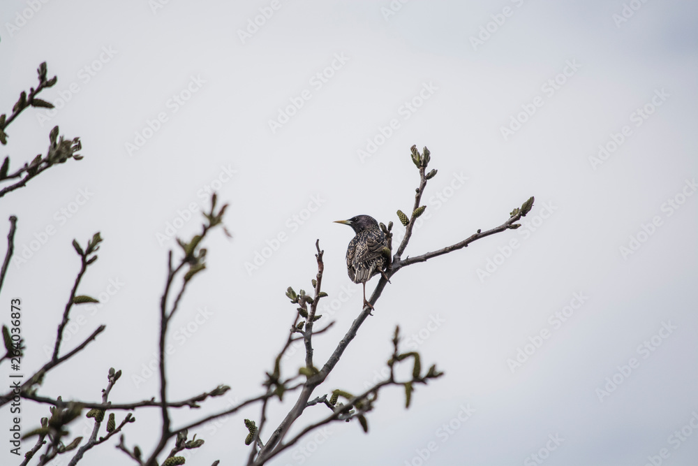 pied wagtail pied wagtail