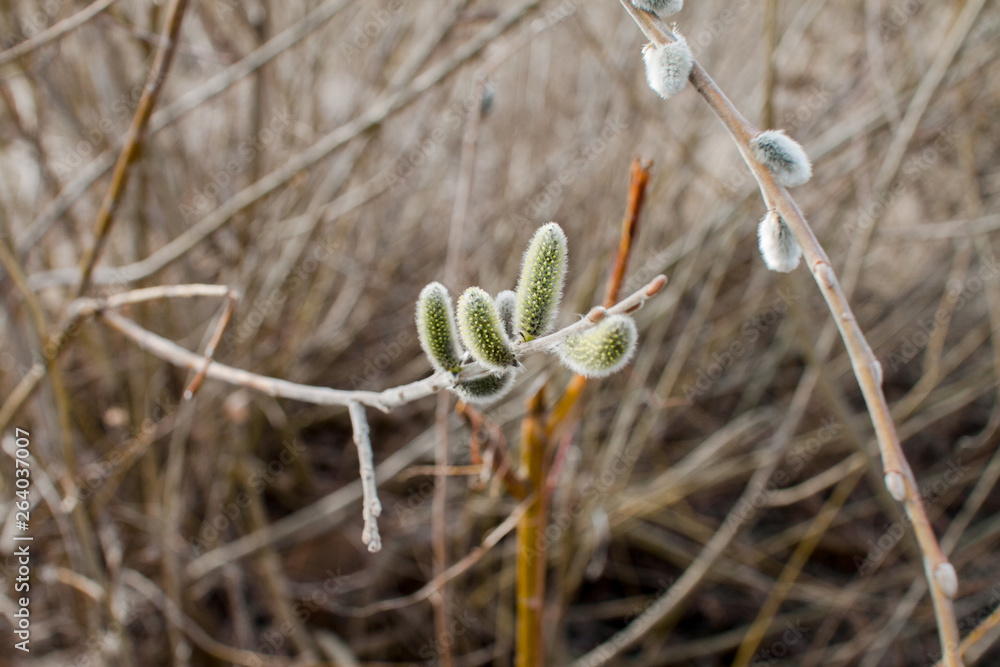 Willow buds on the branches of a bush in the park Willow buds on the branches of a bush in the park