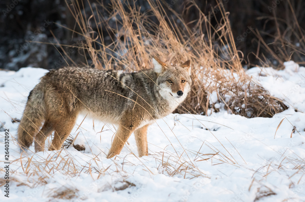 Coyote in the wild