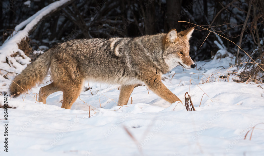 Fototapeta premium Coyote in the wild
