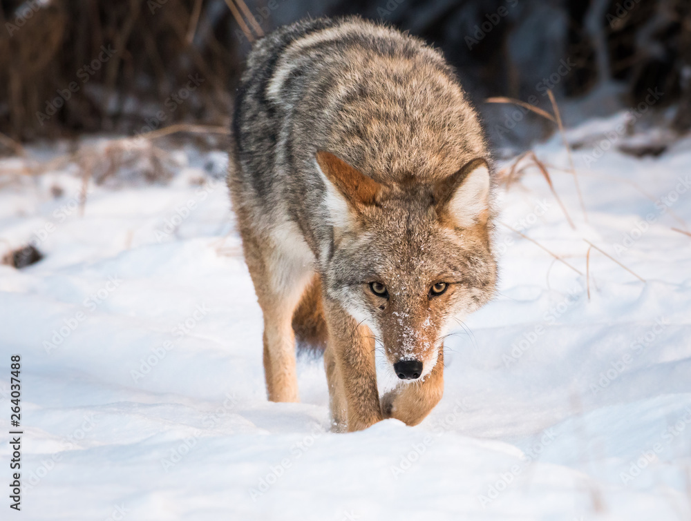 Fototapeta premium Coyote in the wild