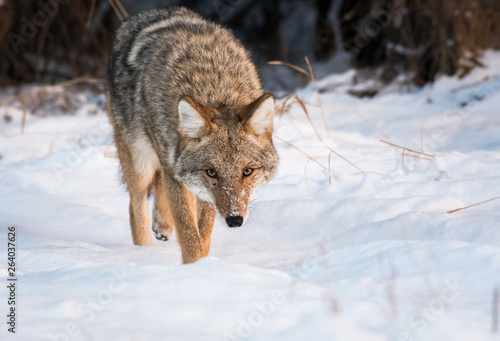 Coyote in the wild