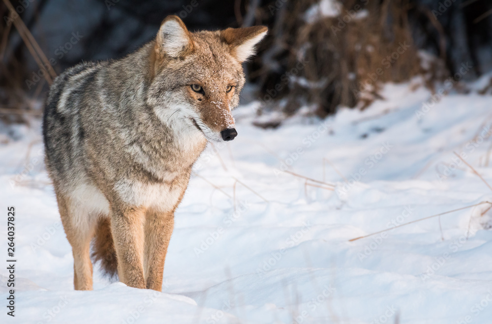 Coyote in the wild Coyote in the wild